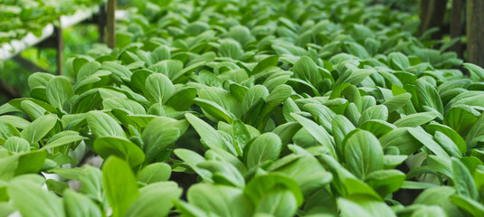 Mustard Pakcoy or Sawi Sendok in Hydroponic Farming. Photo with Blurred Background.