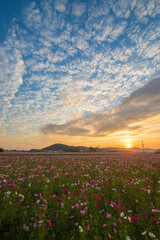コスモス畑と朝焼け（大分県中津市三光村）