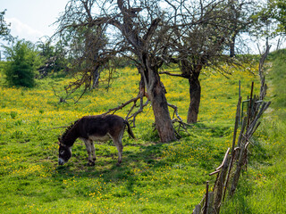 Junger Esel auf der Weide