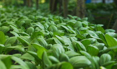 Mustard Pakcoy or Sawi Sendok in Hydroponic Farming. Photo with Blurred Background.