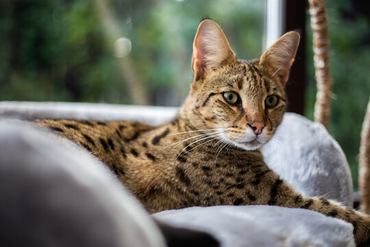 Savannah cat sits on a pedestal pillow against a background of greenery