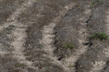 Drought Stricken Ranchland Field Area in California
