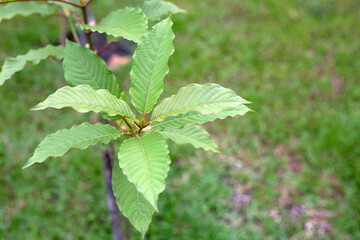 Mitragyna speciosa or kratom plant in the garden
