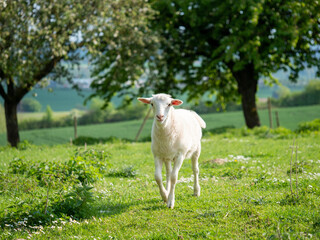 Schaf auf der Weide