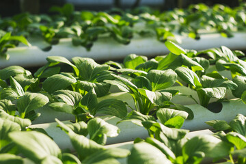 Mustard Pakcoy or Sawi Sendok in Hydroponic Farming. Photo with Blurred Background.