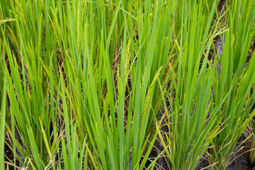 Rice plant in rice field.