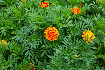 Yellow marigold flower in garden