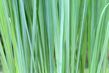 Lemongrass clump in the garden