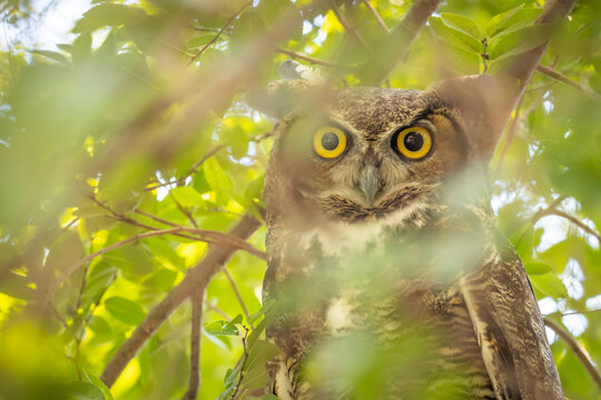 The Yellow Eyed Great Horned Owl Resting In The Tree