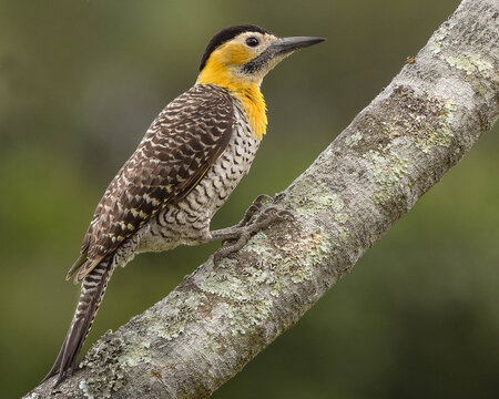 carpintero campestre
