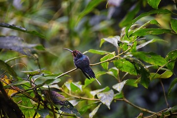 Hummingbird, biological family of Trochilidae, resting on a jungle tree branch in tropical Monteverde National Park Costa Rica, Central America.