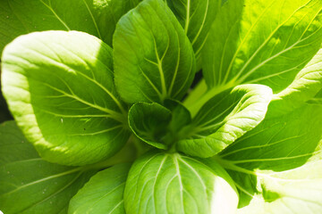 Mustard Pakcoy or Sawi Sendok in Hydroponic Farming. Photo with Blurred Background.