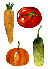 Watercolor set of vegetables: cucumber, carrot, pumpkin, tomato  Isolated on white background
