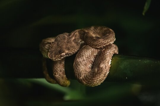 Macro of a Bocaraca snake hanging on a branch