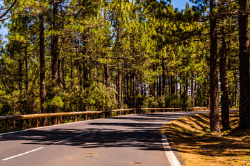 Carretera rodeada de Pinus sp que pertenece a la familia Pinaceae, en la isla de Tenerife.