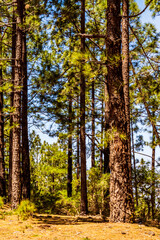 Pinus sp que pertenece a la familia Pinaceae, en la isla de Tenerife.