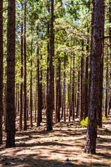 Pinus sp que pertenece a la familia Pinaceae, en la isla de Tenerife.