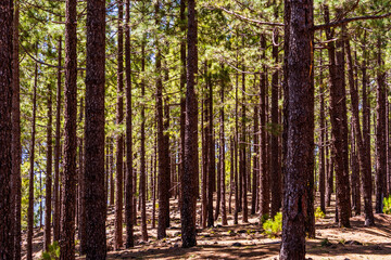 Pinus sp que pertenece a la familia Pinaceae, en la isla de Tenerife.
