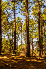 Pinus sp que pertenece a la familia Pinaceae, en la isla de Tenerife.