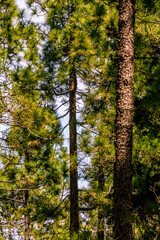 Fototapeta premium Pinus sp que pertenece a la familia Pinaceae, en la isla de Tenerife.