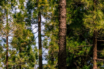 Pinus sp que pertenece a la familia Pinaceae, en la isla de Tenerife.