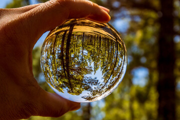 Pinus sp que pertenece a la familia Pinaceae, reflejado en una lensball, en la isla de Tenerife.