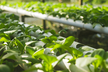 Fototapeta na wymiar Mustard Pakcoy or Sawi Sendok in Hydroponic Farming. Photo with Blurred Background.
