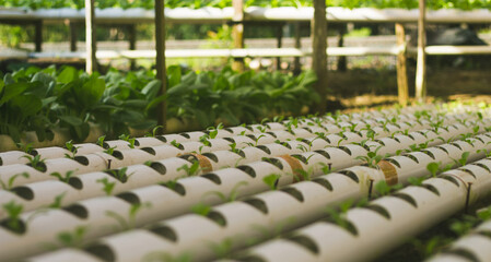 Obraz premium Mustard Pakcoy or Sawi Sendok in Hydroponic Farming. Photo with Blurred Background.