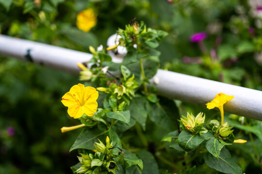 Mirabilis jalapa, the marvel of Peru or four o'clock flower, Jalapa (or Xalapa), purple to bloom, evening pleasure flowers (Turkish name: aksam sefasi cicegi). sandhya malati medical uses plant pur


