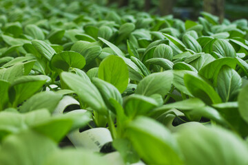 Obraz premium Mustard Pakcoy or Sawi Sendok in Hydroponic Farming. Photo with Blurred Background.