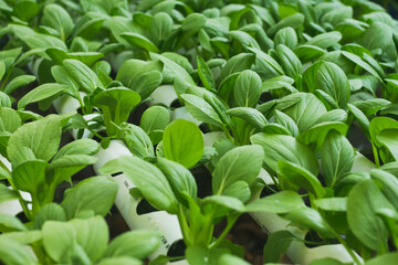 Mustard Pakcoy or Sawi Sendok in Hydroponic Farming. Photo with Blurred Background.