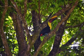 Toucan bird wild, Yellow-throated, Ramphastos ambiguus in the Costa Rica nature near Jaco. resting in tree on branch in tropical rainforest. Central America.