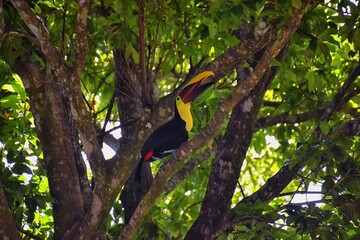 Toucan bird wild, Yellow-throated, Ramphastos ambiguus in the Costa Rica nature near Jaco. resting in tree on branch in tropical rainforest. Central America.