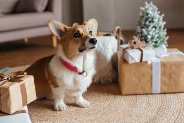 Cute corgi dog lies on a straw rug in the living room among Christmas gift boxes wrapped in white and brown kraft paper. Merry Christmas and Happy New Year