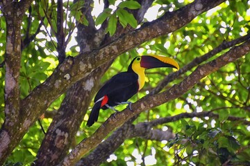 Fototapeta premium Toucan bird wild, Yellow-throated, Ramphastos ambiguus in the Costa Rica nature near Jaco. resting in tree on branch in tropical rainforest. Central America.
