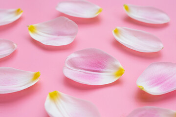 Tulip petals on pink background.