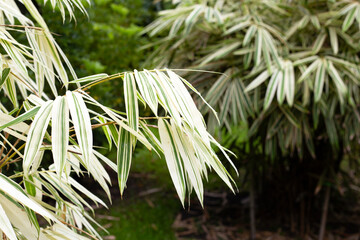 White and green leaves of bamboo, Variegated plants