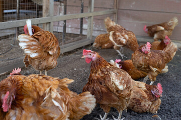 Hens in the chicken farm. Organic poultry house.