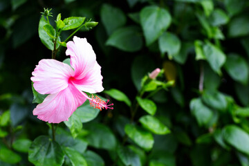 Blossom of pink hibiscus flower on tree