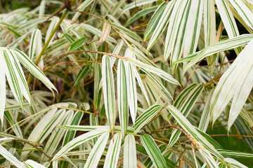 White and green leaves of bamboo, Variegated plants