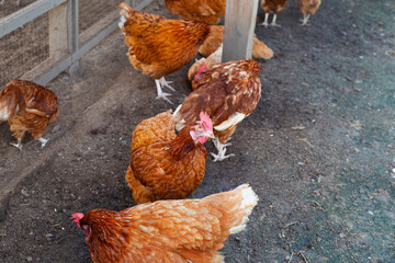 Hens in the chicken farm. Organic poultry house.