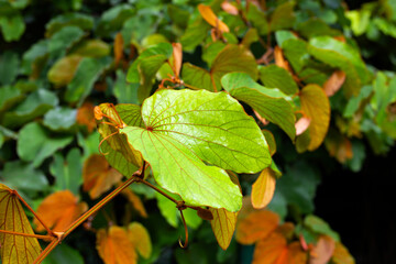 Bauhinia aureifolia or gold leaf bauhinia