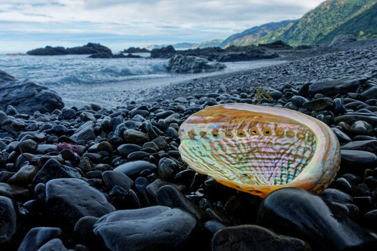 Paua shell on a black stony beach catching golden hour light.