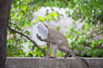 可愛いサル