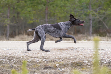 Happy brown marble German Shorthaired Pointer dog with a docked tail running fast outdoors on a rural road in spring