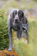 Interested brown marble German Shorthaired Pointer dog posing outdoors in spring standing in a forest