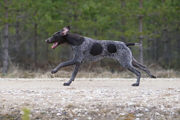 Active brown marble German Shorthaired Pointer dog with a docked tail running fast outdoors on a rural road in spring