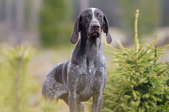 The portrait of a very serious brown marble German Shorthaired Pointer dog posing outdoors near coniferous trees in a forest in spring