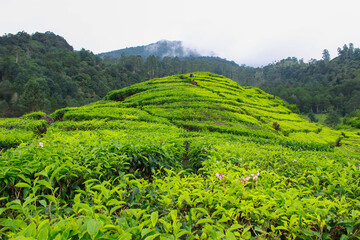 Fototapeta premium Tea Plantations in the Rain