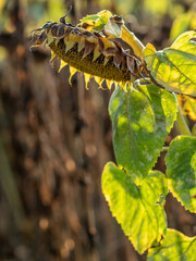 Verwelkte Sonnenblumen im Spätherbst